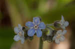 Wild comfrey